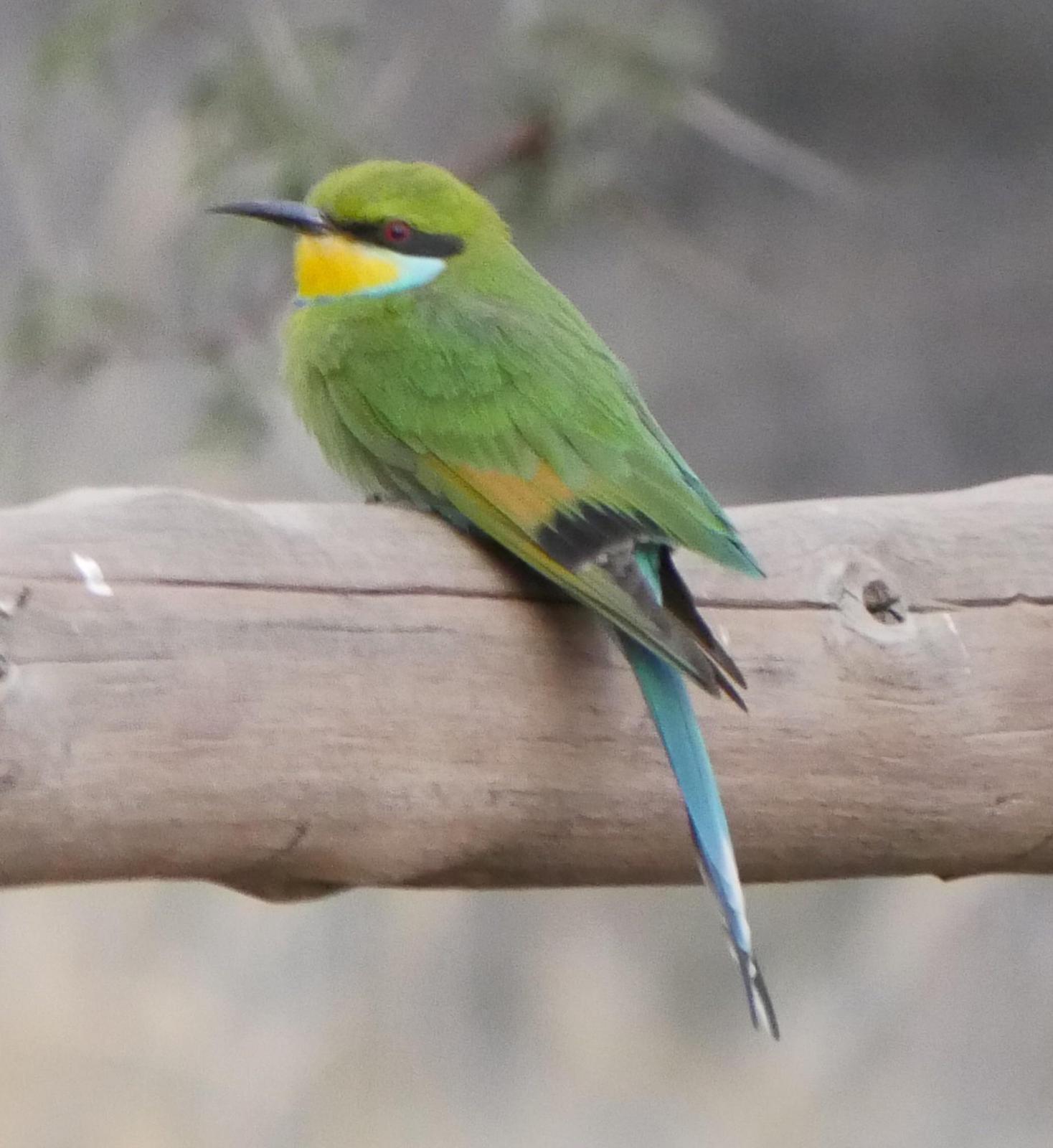 Swallow-tailed Bee-eater Photo by Peter Lowe