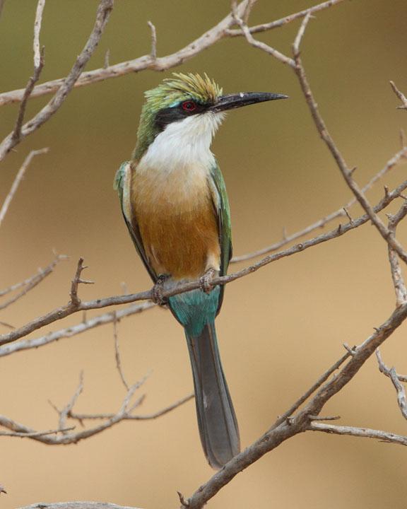 Somali Bee-eater Photo by Jack Jeffrey