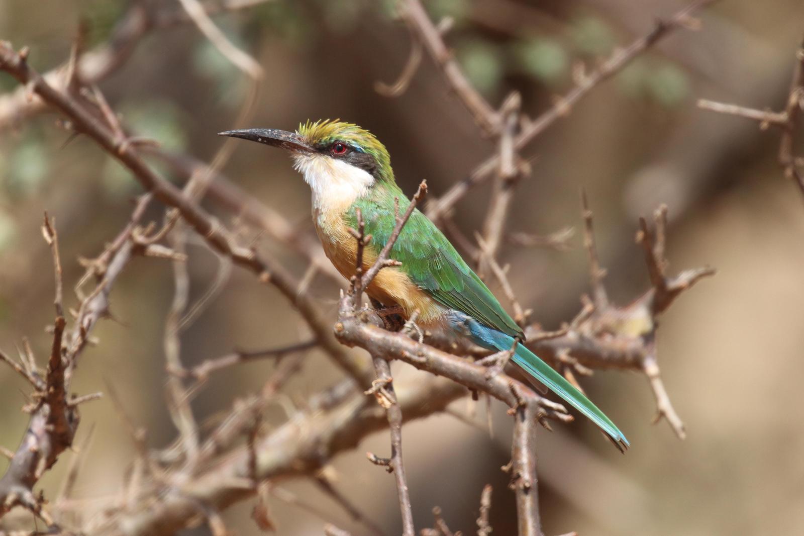Somali Bee-eater Photo by Kelly  Martin