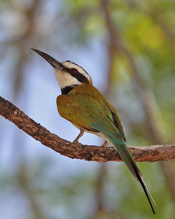 White-throated Bee-eater Photo by Jack Jeffrey