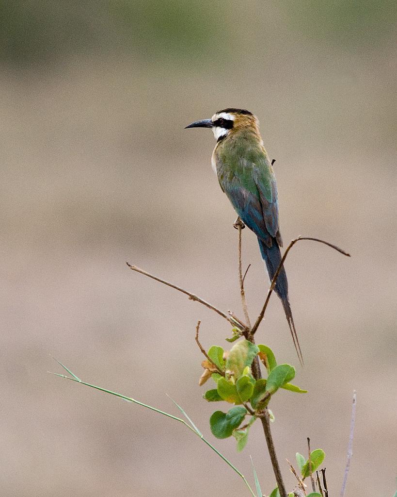 White-throated Bee-eater Photo by Carol Foil