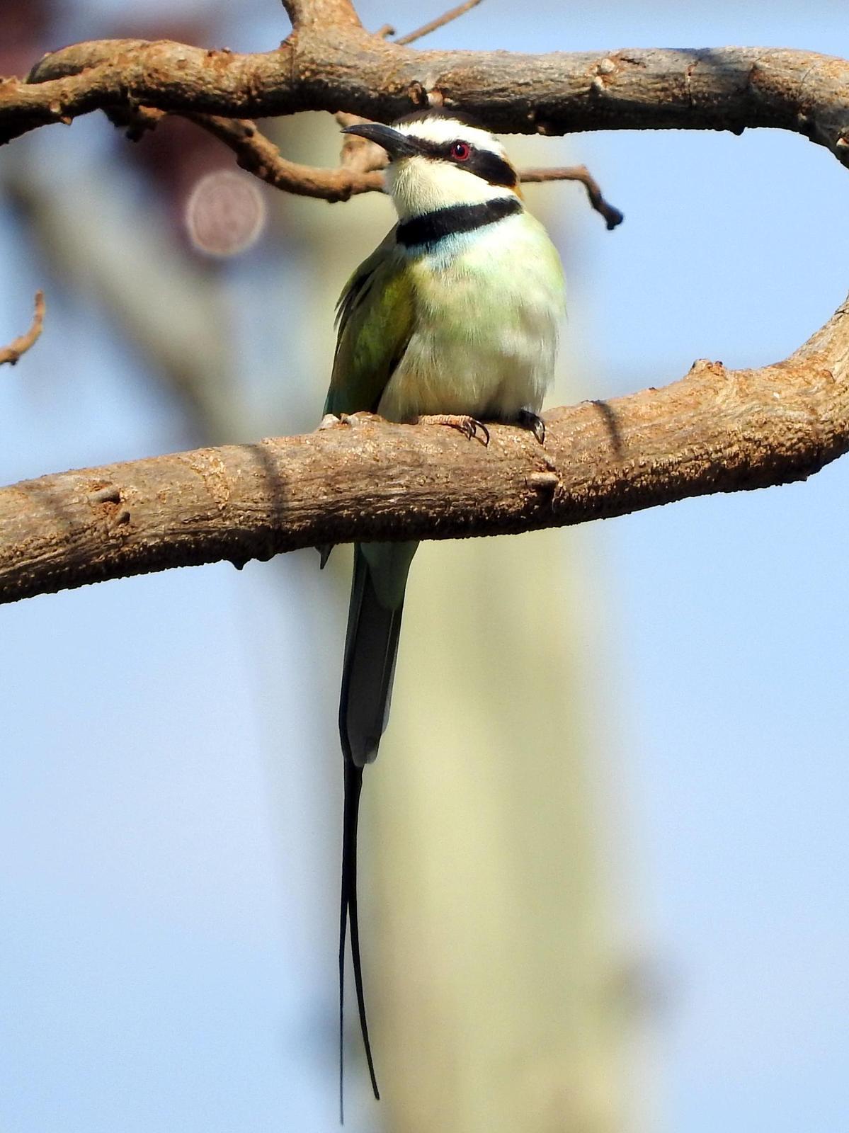 White-throated Bee-eater Photo by Todd A. Watkins