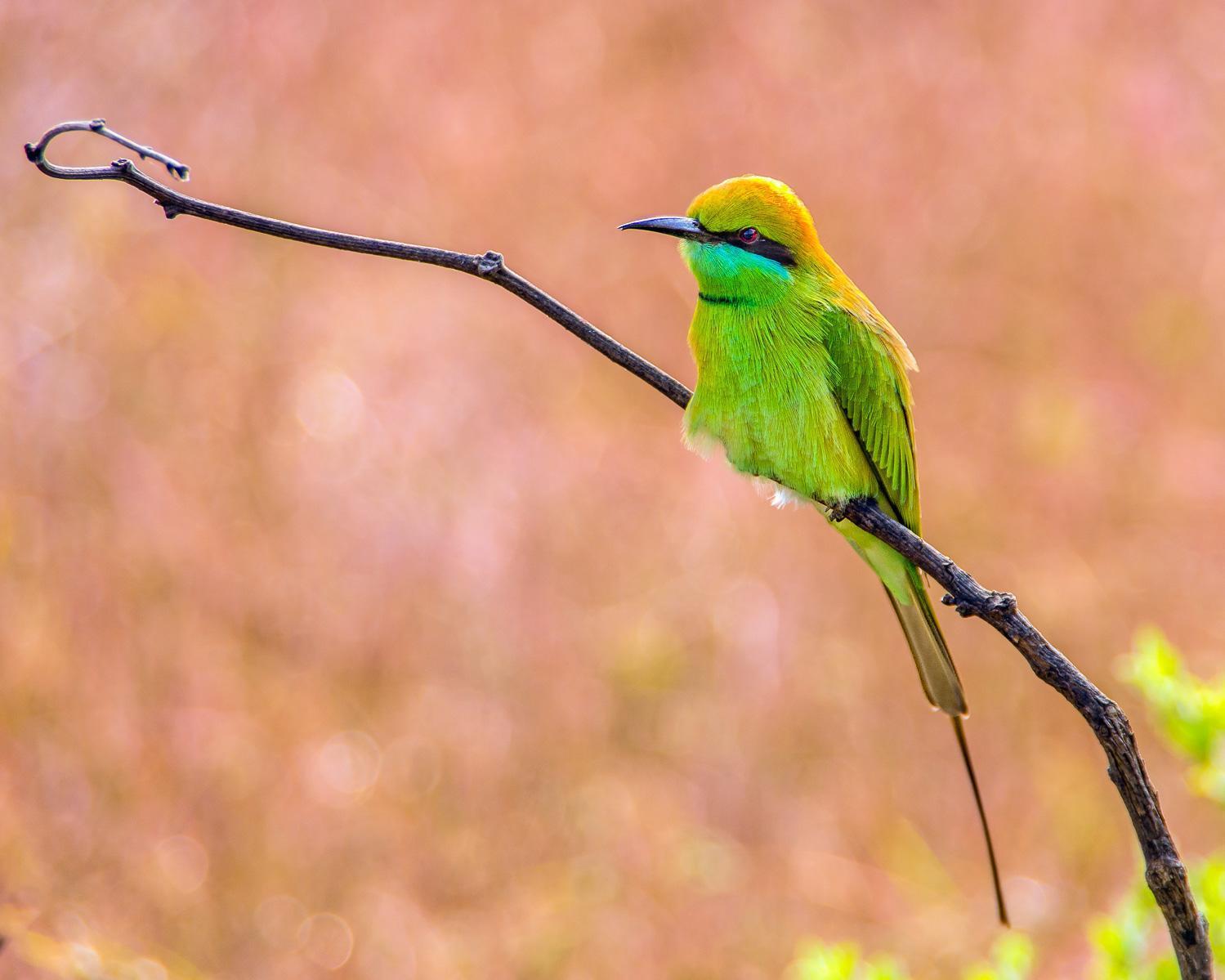 Green Bee-eater Photo by Lisa Orchard