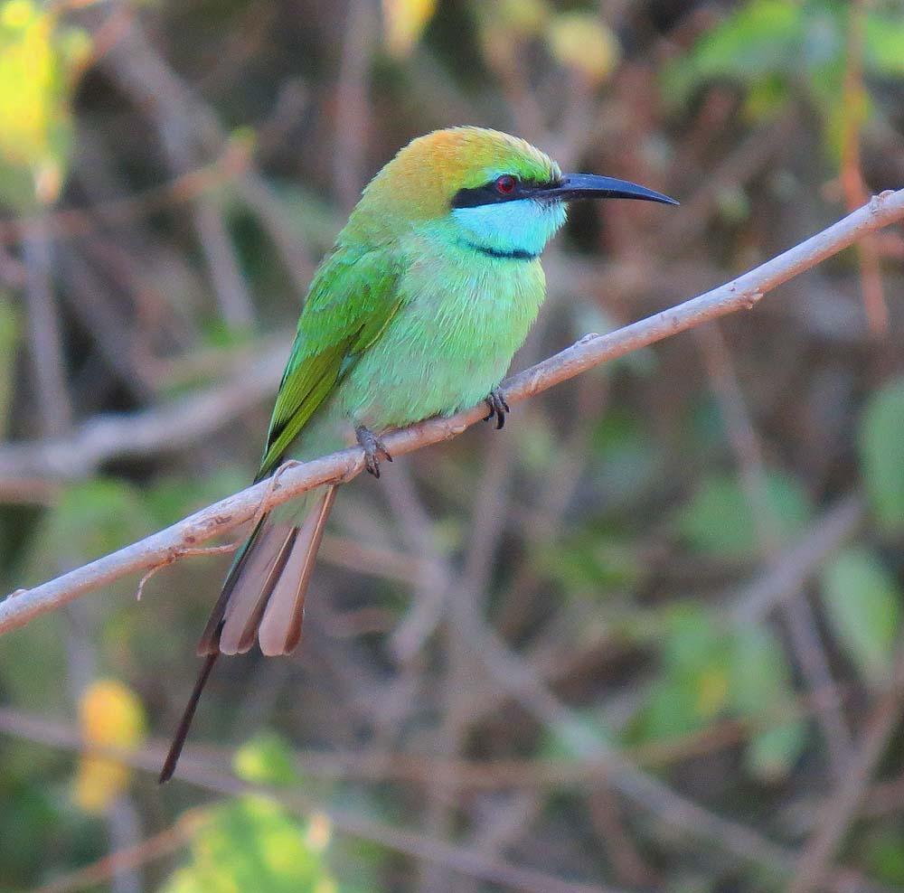 Green Bee-eater Photo by Peter Boesman