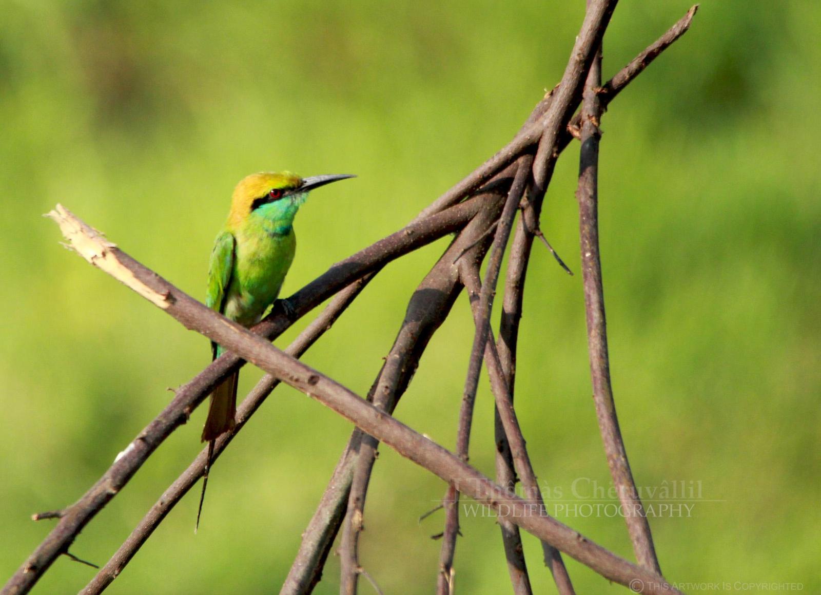 Green Bee-eater Photo by Jinu Thomas 