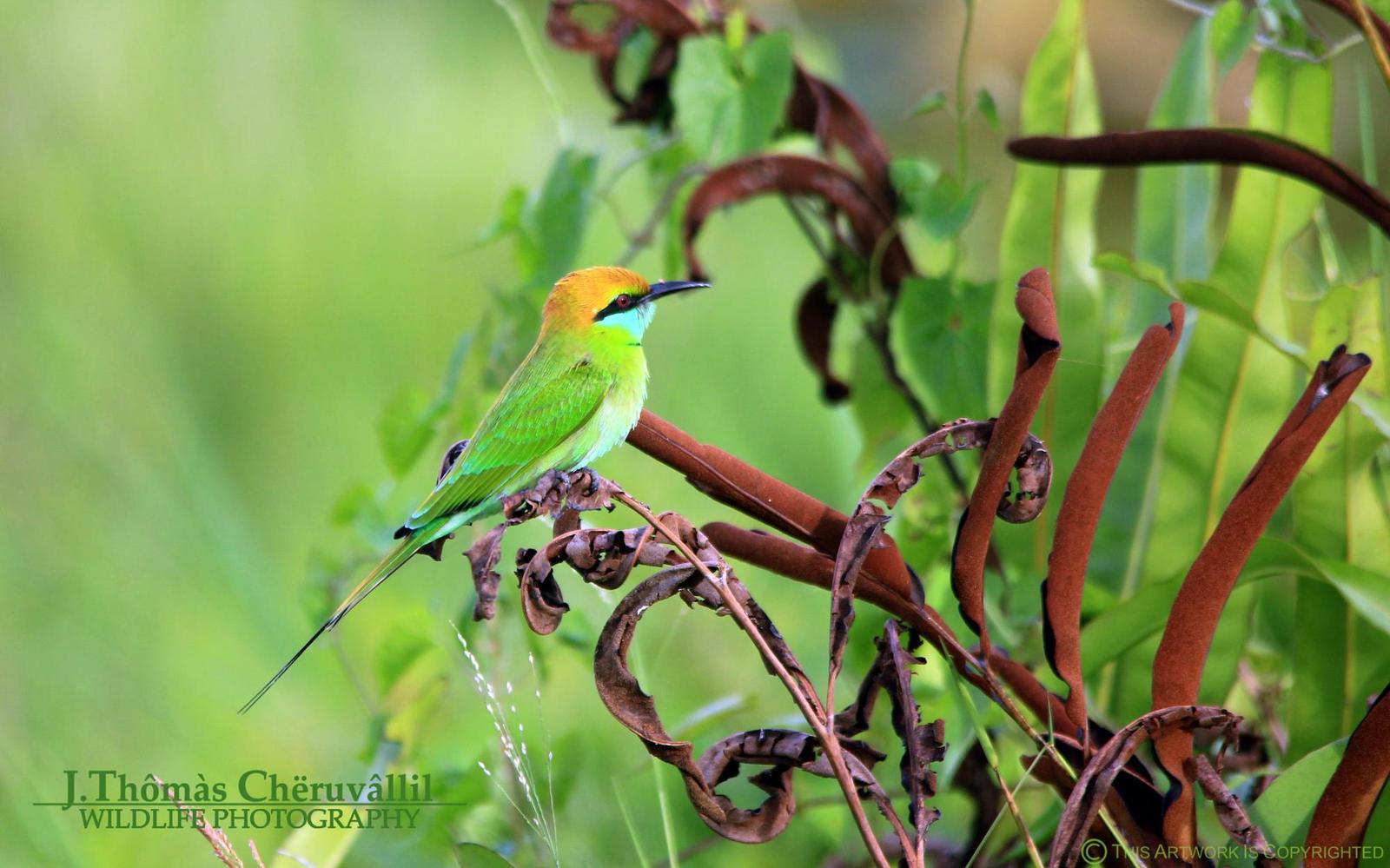 Green Bee-eater Photo by Jinu Thomas 