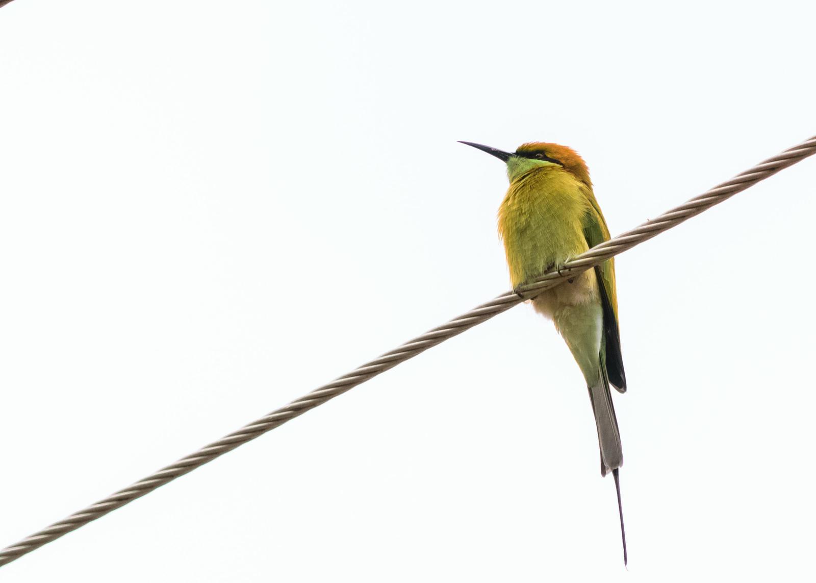 Green Bee-eater Photo by Keshava Mysore