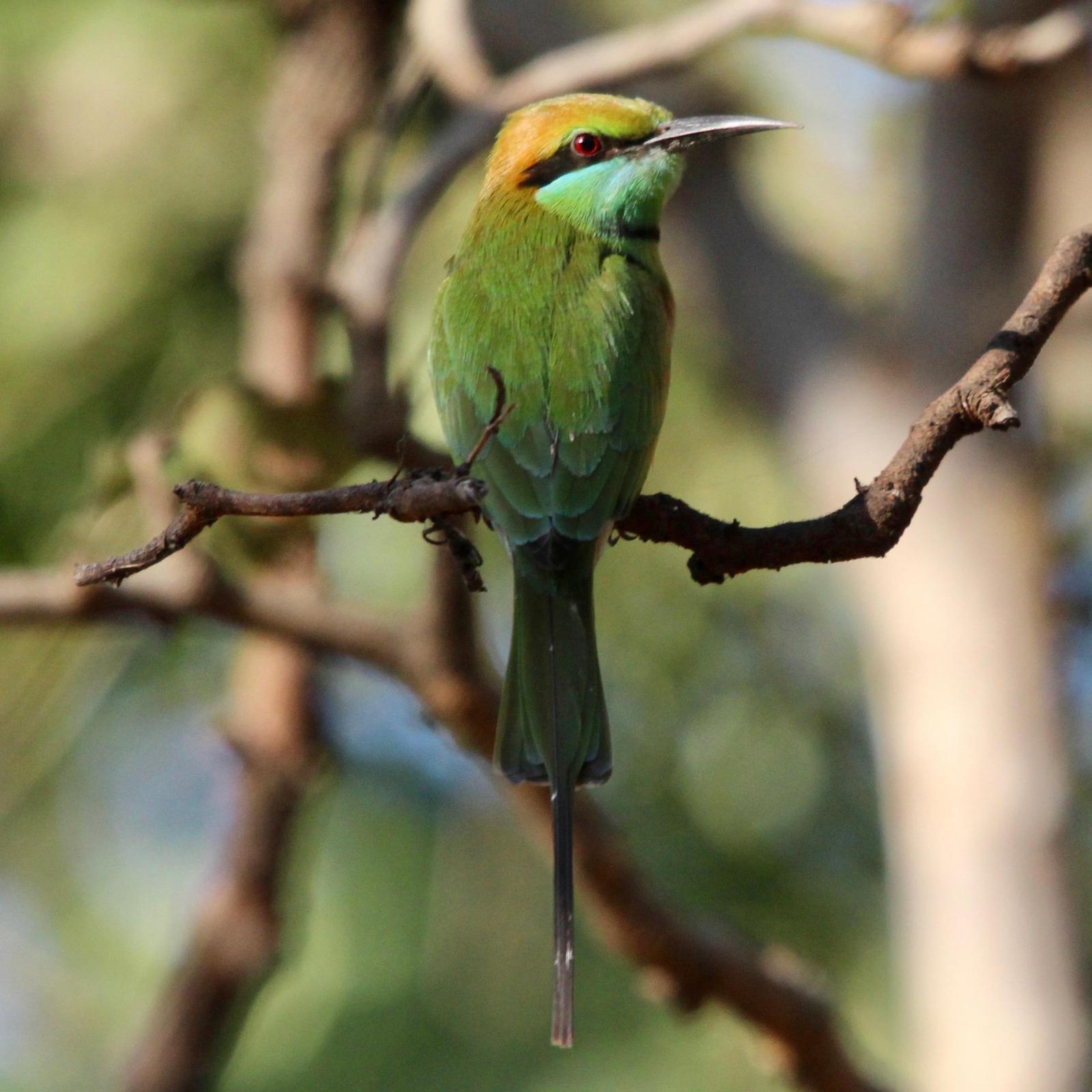 Green Bee-eater Photo by Daniel Sloan