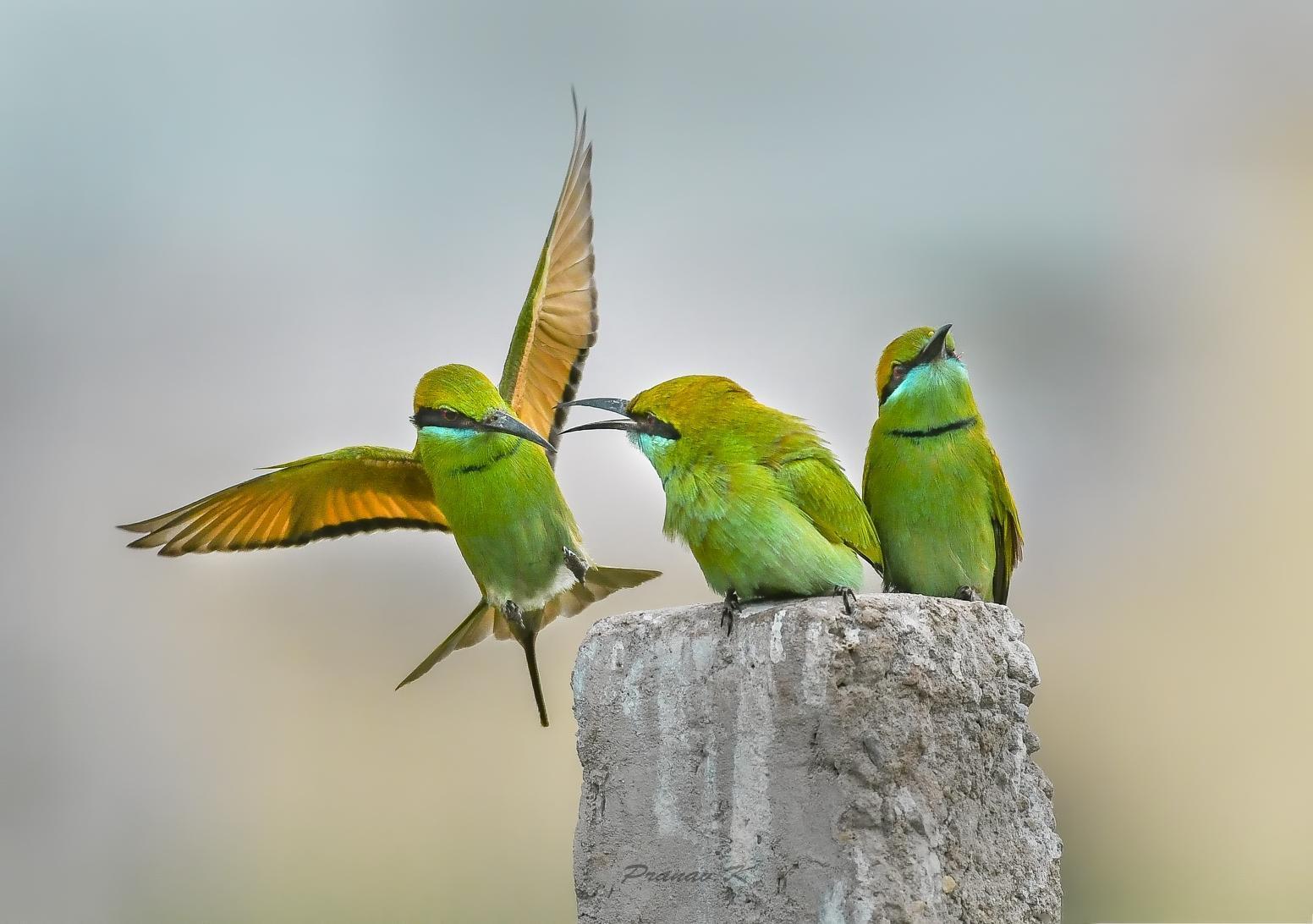 Green Bee-eater Photo by pranav Kumar