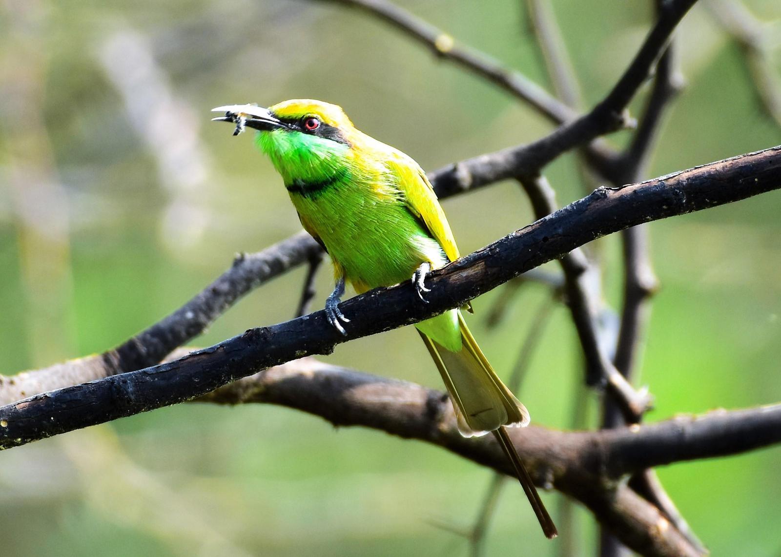 Green Bee-eater Photo by Krishnakumar Krishnan