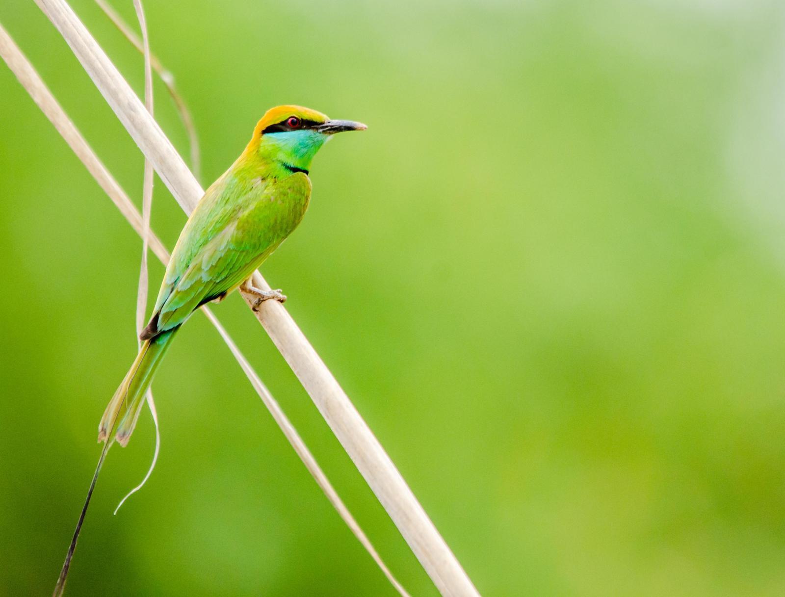 Green Bee-eater Photo by Zagham Awan