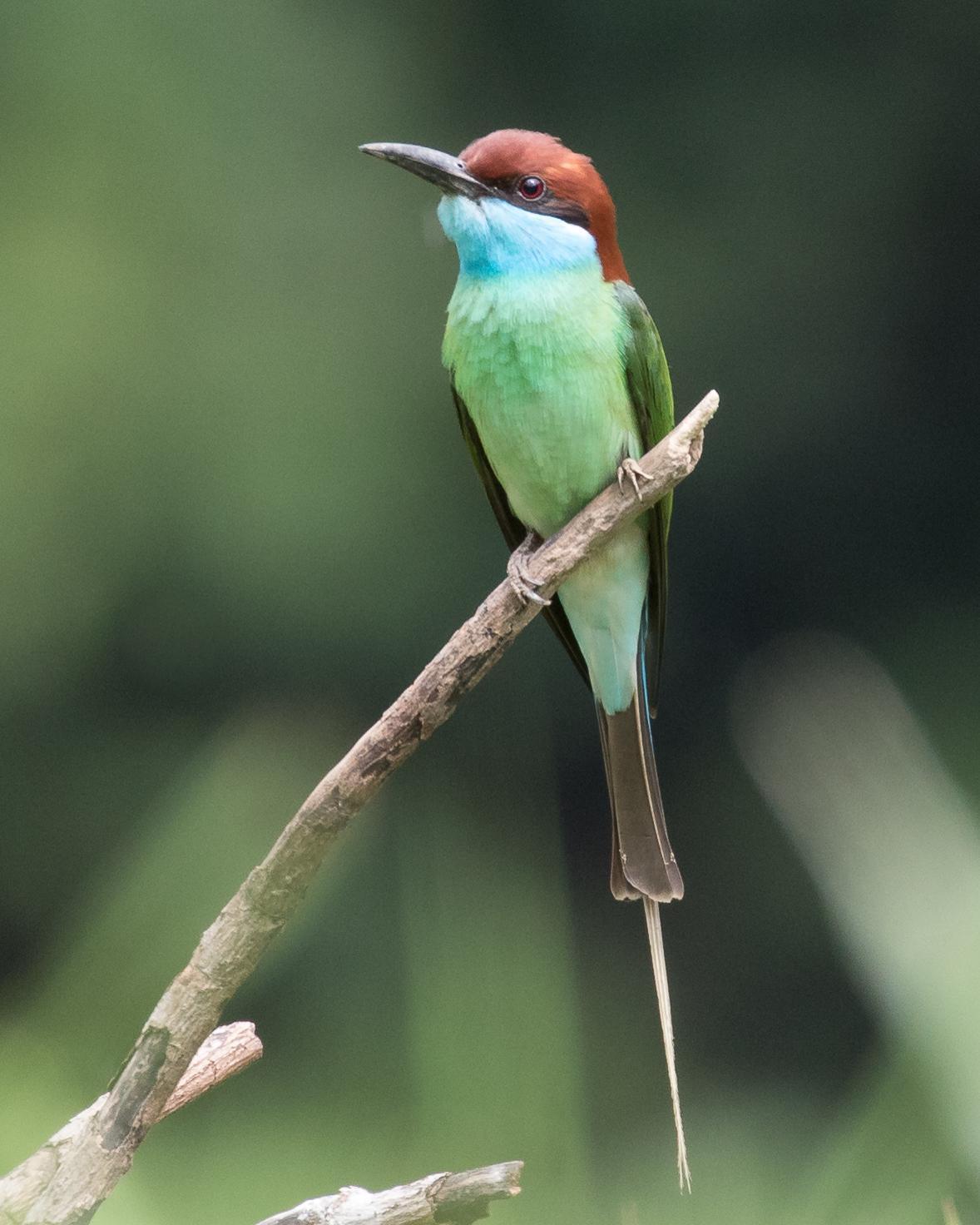 Blue-throated Bee-eater Photo by Robert Lewis
