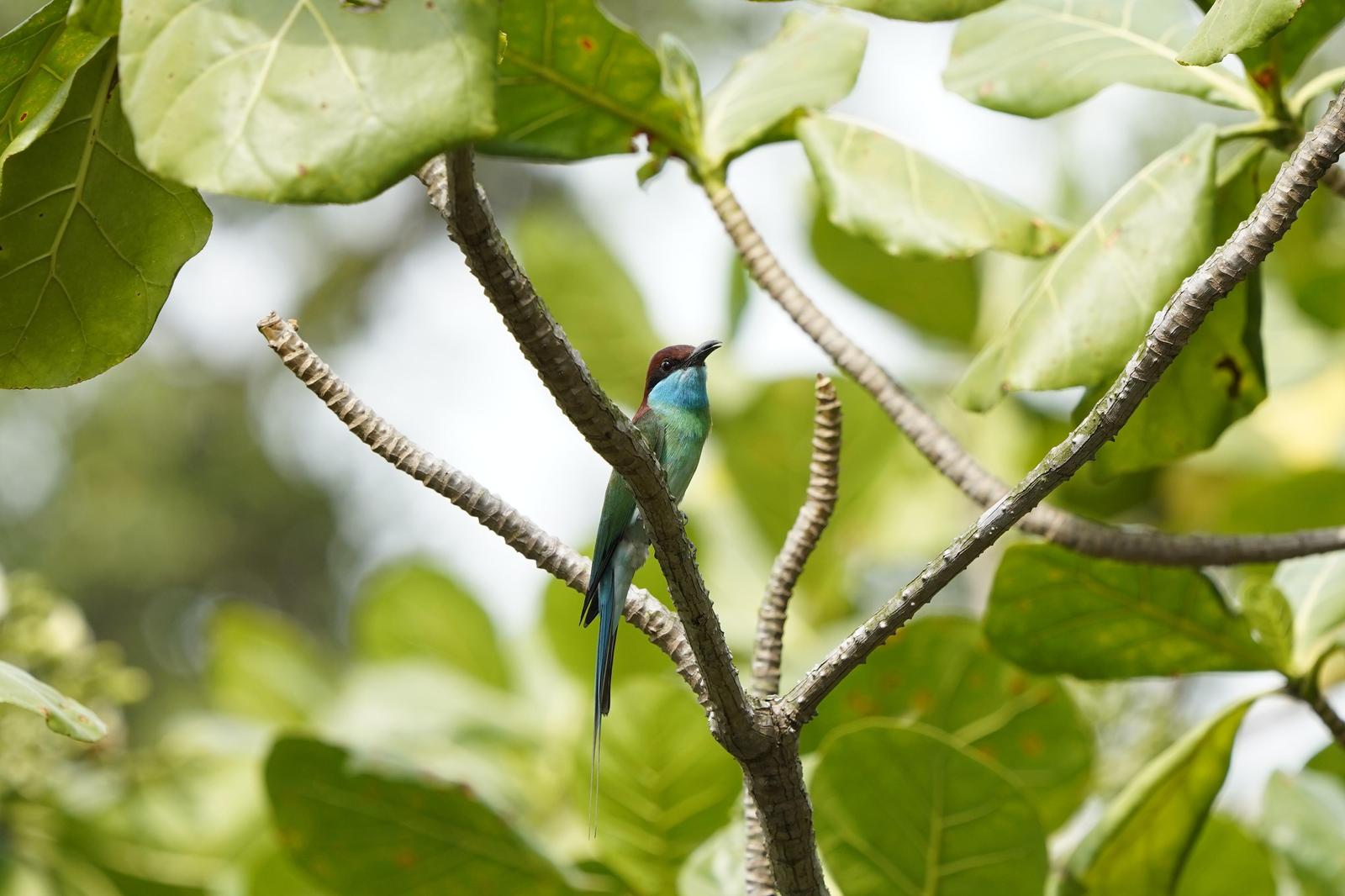 Blue-throated Bee-eater Photo by Steven Cheong