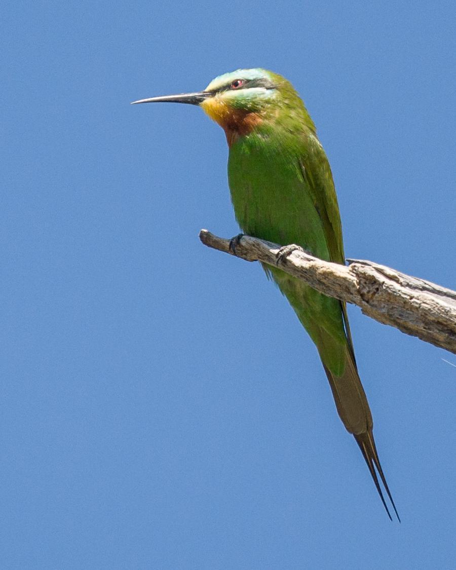 Blue-cheeked Bee-eater Photo by Robert Lewis