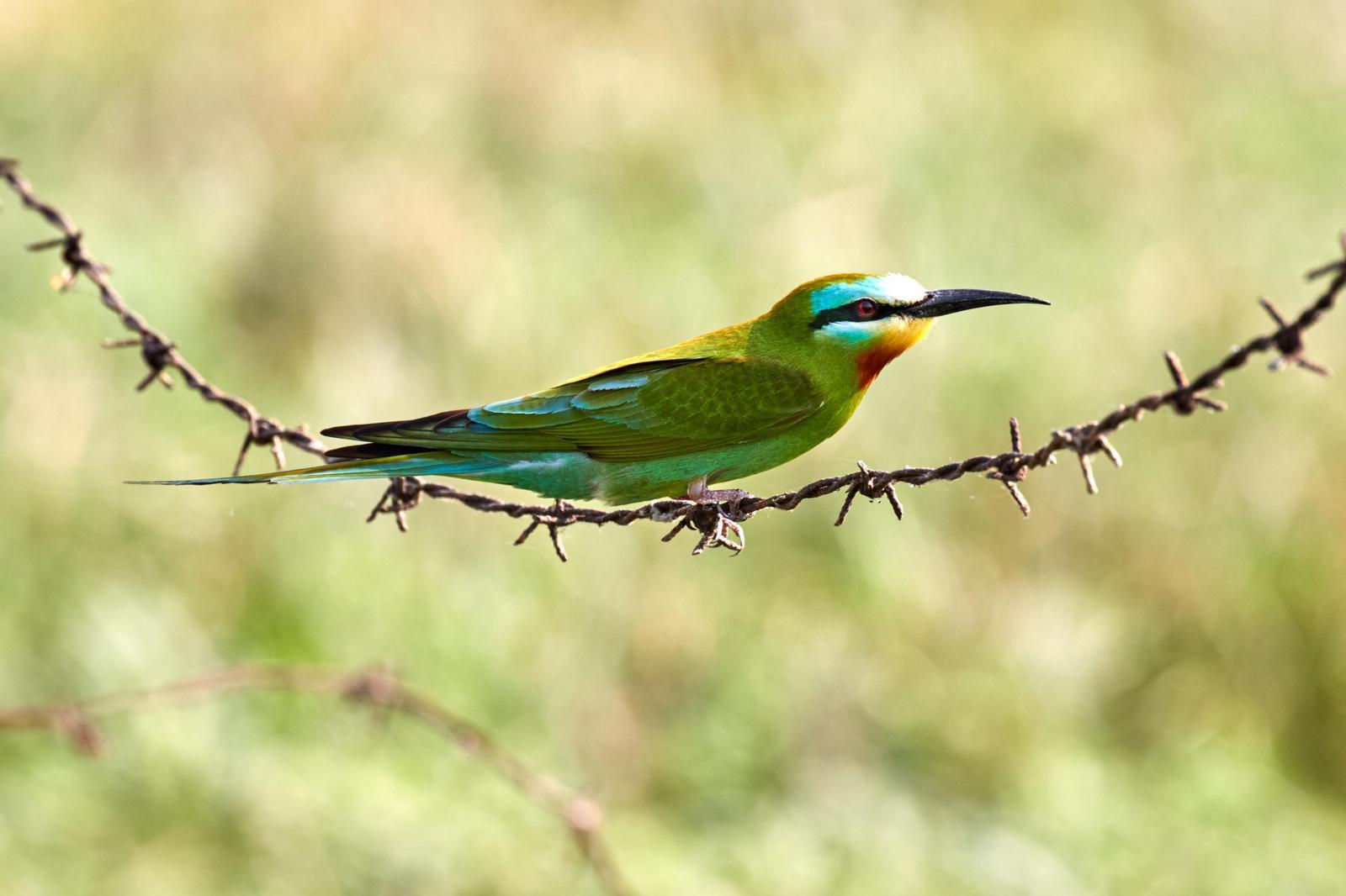 Blue-cheeked Bee-eater Photo by Simepreet Cheema