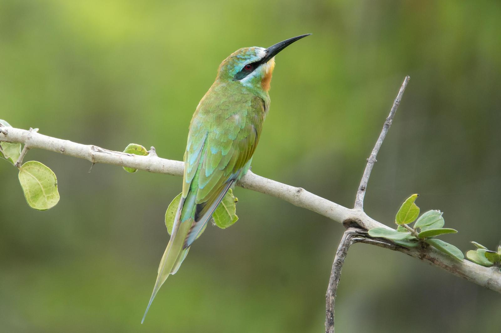 Blue-cheeked Bee-eater Photo by Gerald Hoekstra