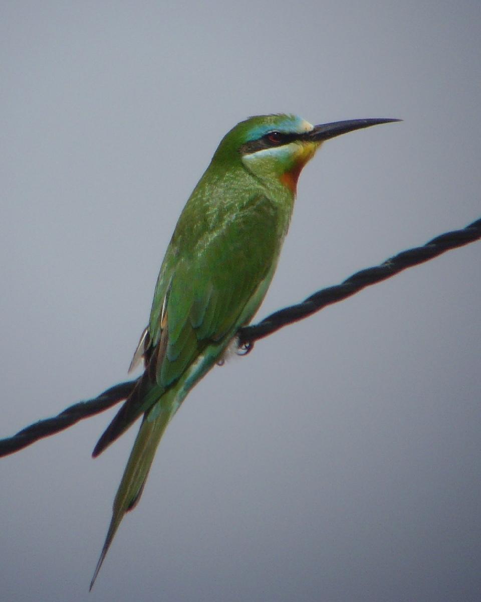 Blue-cheeked Bee-eater Photo by Chris Lansdell