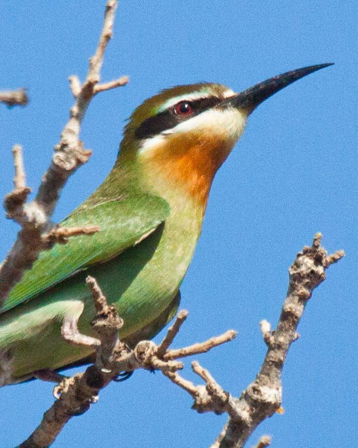 Madagascar Bee-eater Photo by Sue Wright
