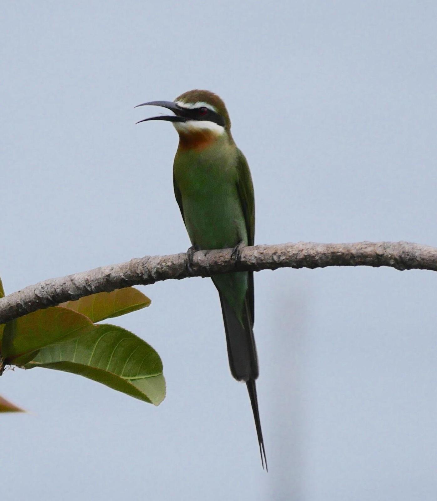 Madagascar Bee-eater Photo by Peter Lowe