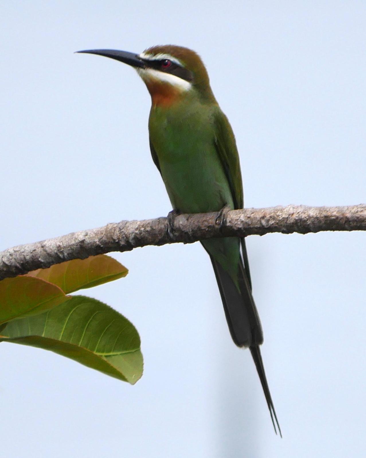 Madagascar Bee-eater Photo by Peter Lowe