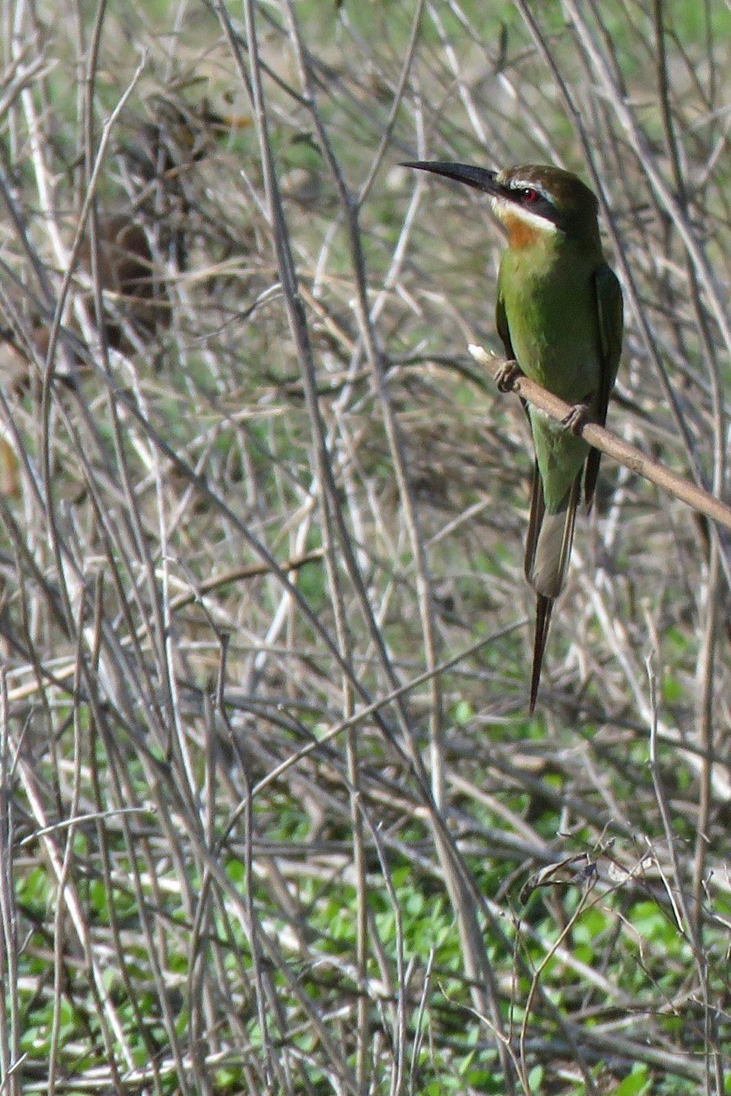 Madagascar Bee-eater Photo by Cyndee Pelt