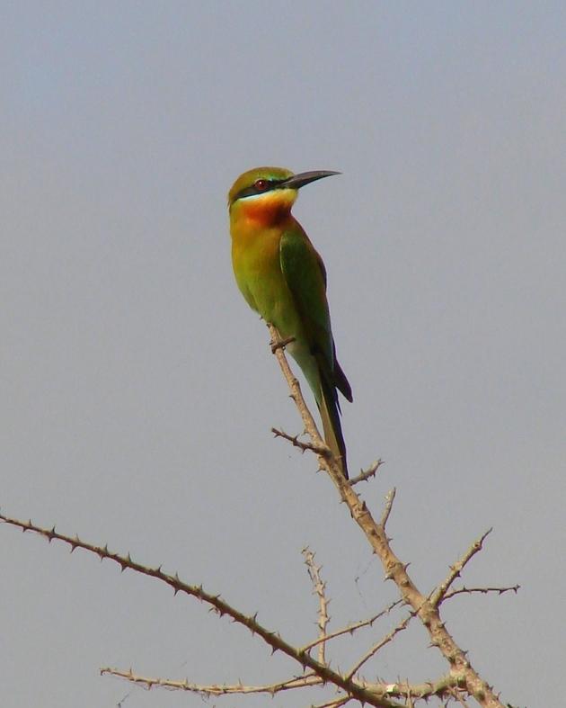 Blue-tailed Bee-eater Photo by Sean Fitzgerald