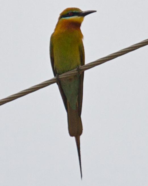 Blue-tailed Bee-eater Photo by Matthew Brady