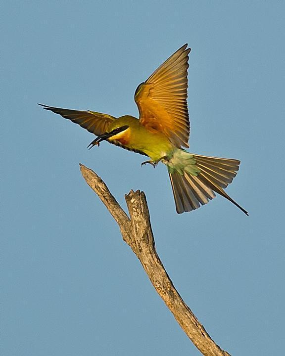 Blue-tailed Bee-eater Photo by Mat Gilfedder