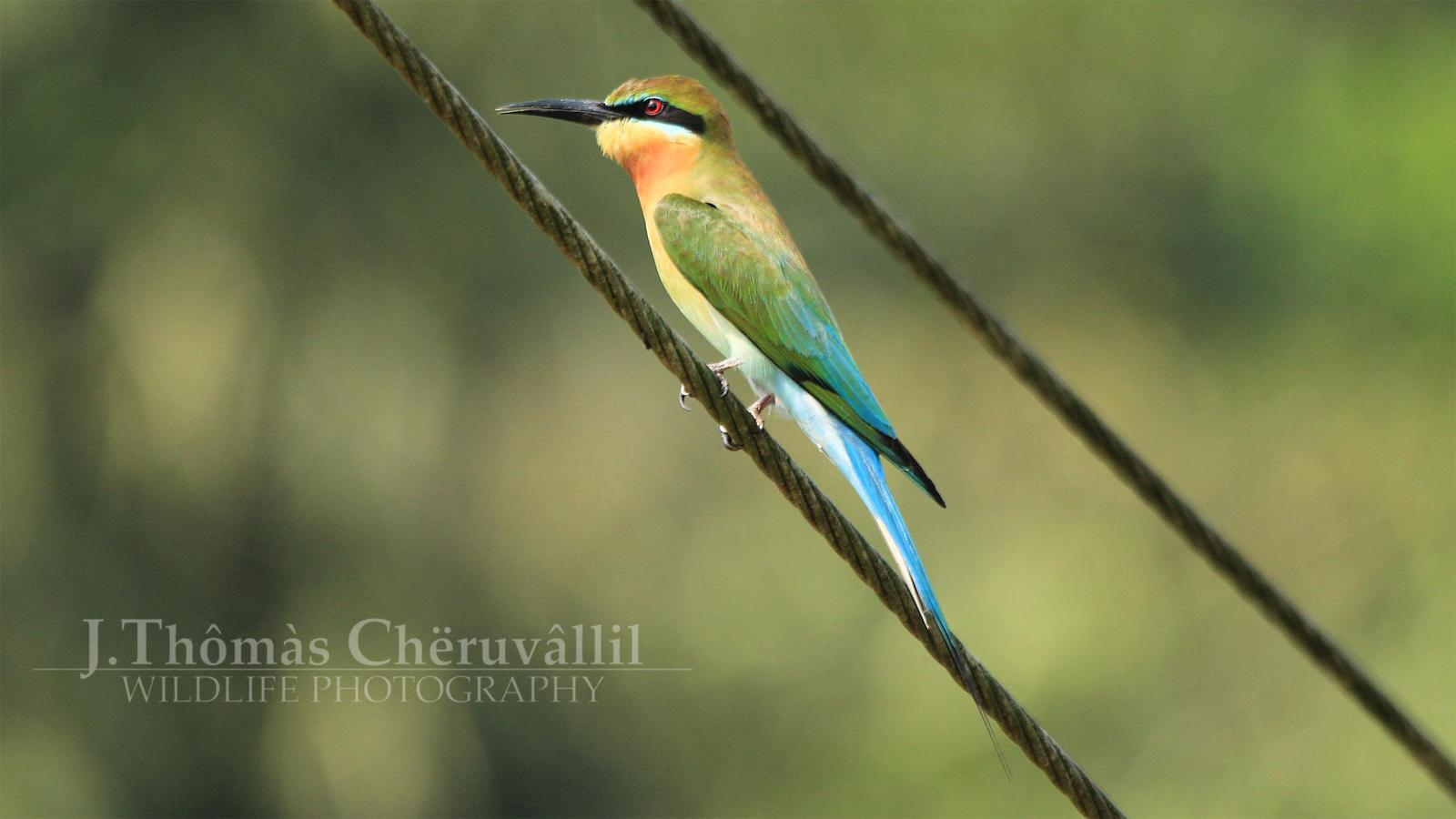 Blue-tailed Bee-eater Photo by Jinu Thomas 