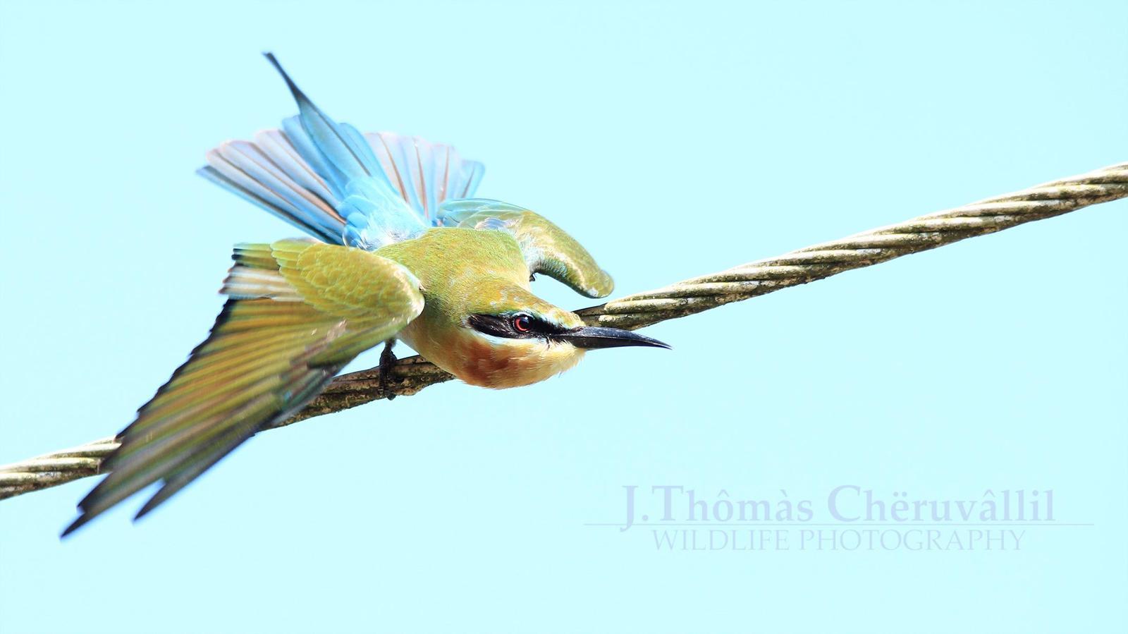Blue-tailed Bee-eater Photo by Jinu Thomas 
