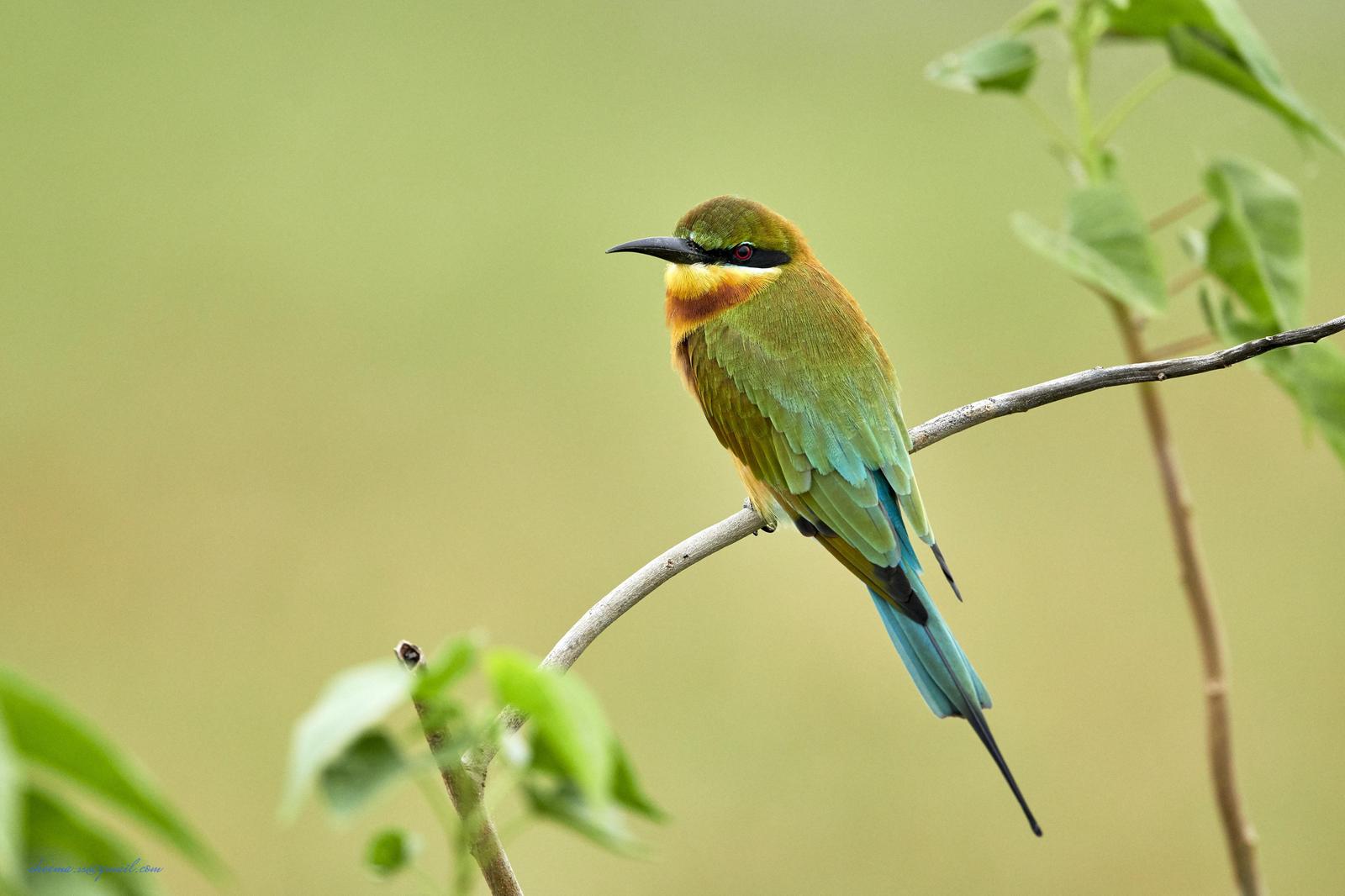 Blue-tailed Bee-eater Photo by Simepreet Cheema