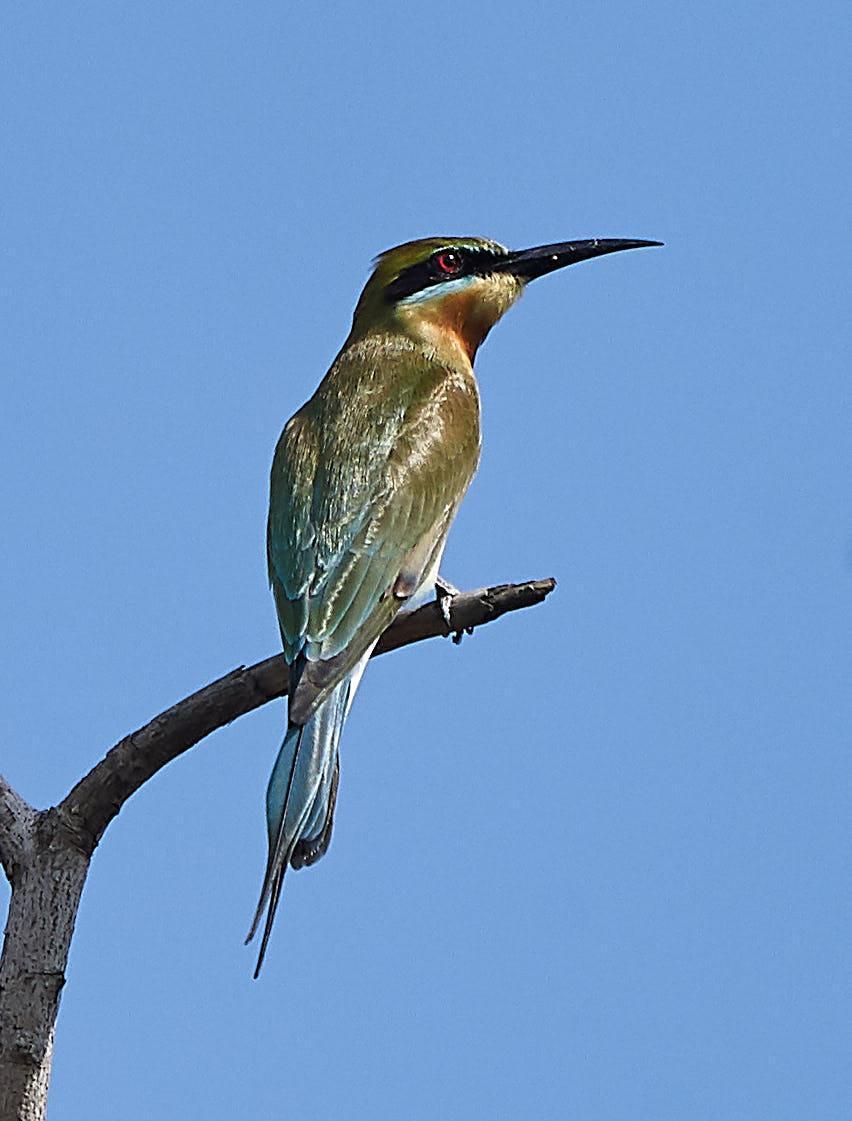Blue-tailed Bee-eater Photo by Steven Cheong