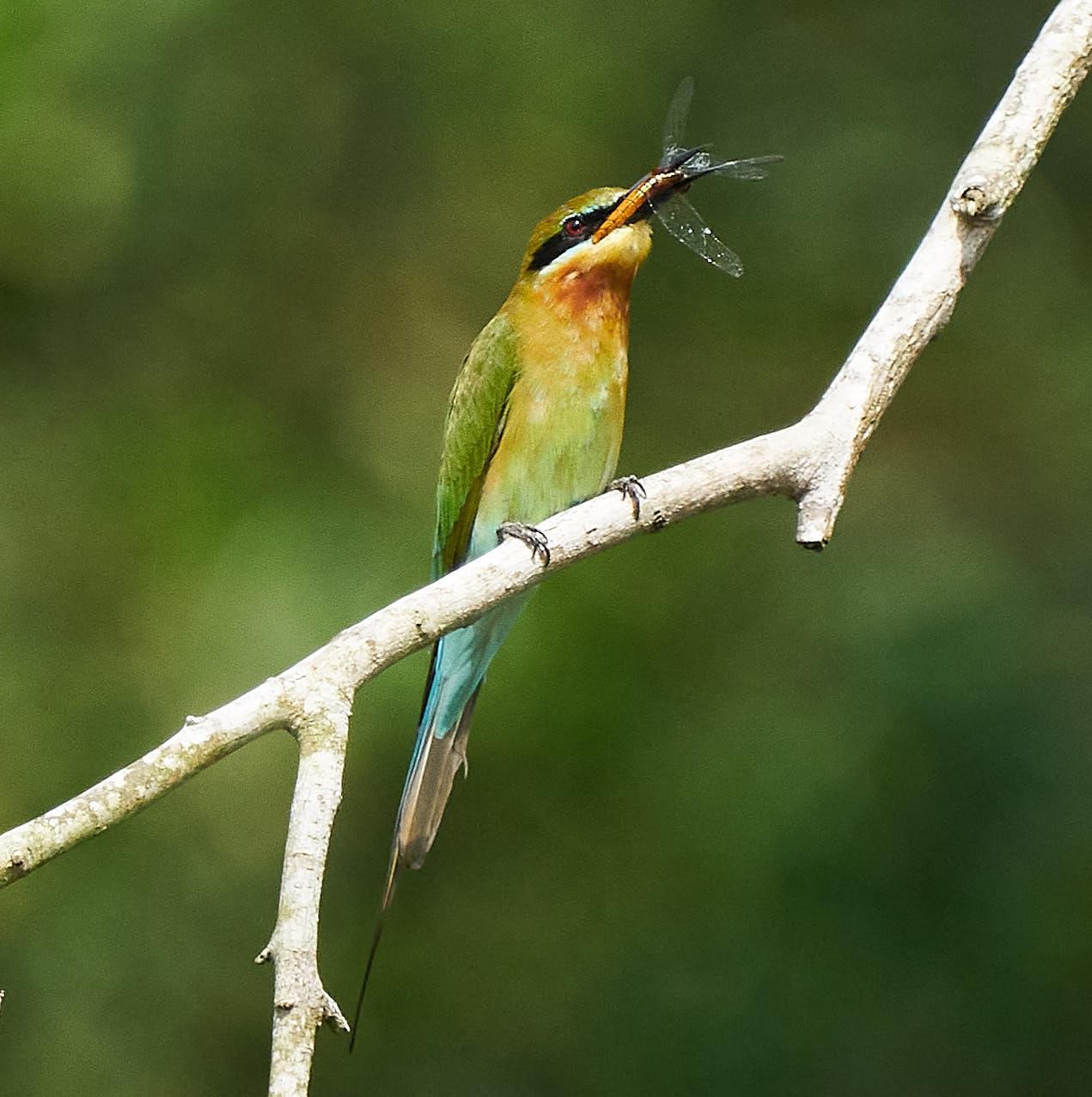 Blue-tailed Bee-eater Photo by Steven Cheong