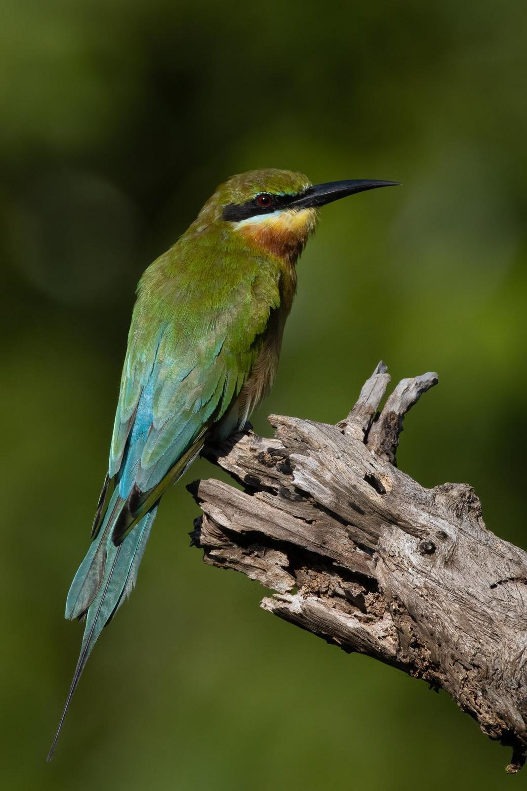Blue-tailed Bee-eater Photo by Julie Edgley