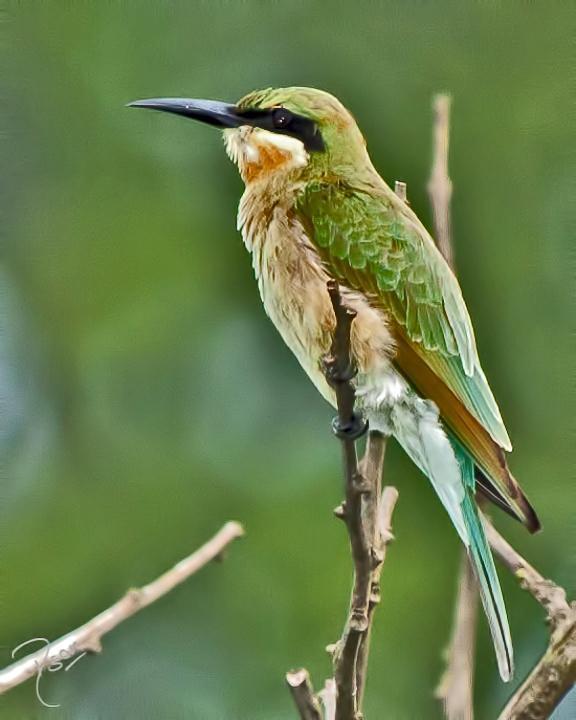 Blue-tailed Bee-eater Photo by Rahul Kaushik