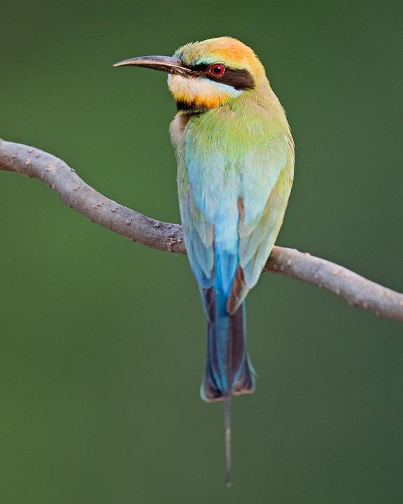 Rainbow Bee-eater Photo by Mat Gilfedder