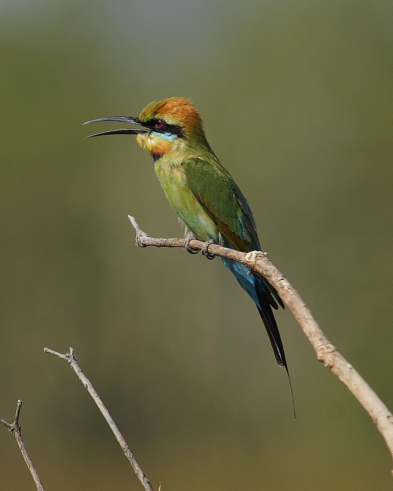Rainbow Bee-eater Photo by Steve Percival