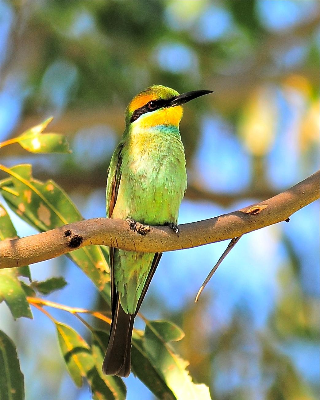 Rainbow Bee-eater Photo by Gerald Friesen