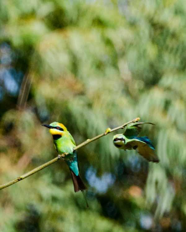 Rainbow Bee-eater Photo by Bob Hasenick