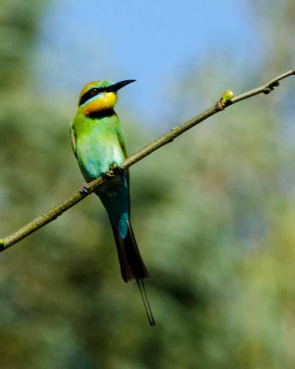 Rainbow Bee-eater Photo by Bob Hasenick