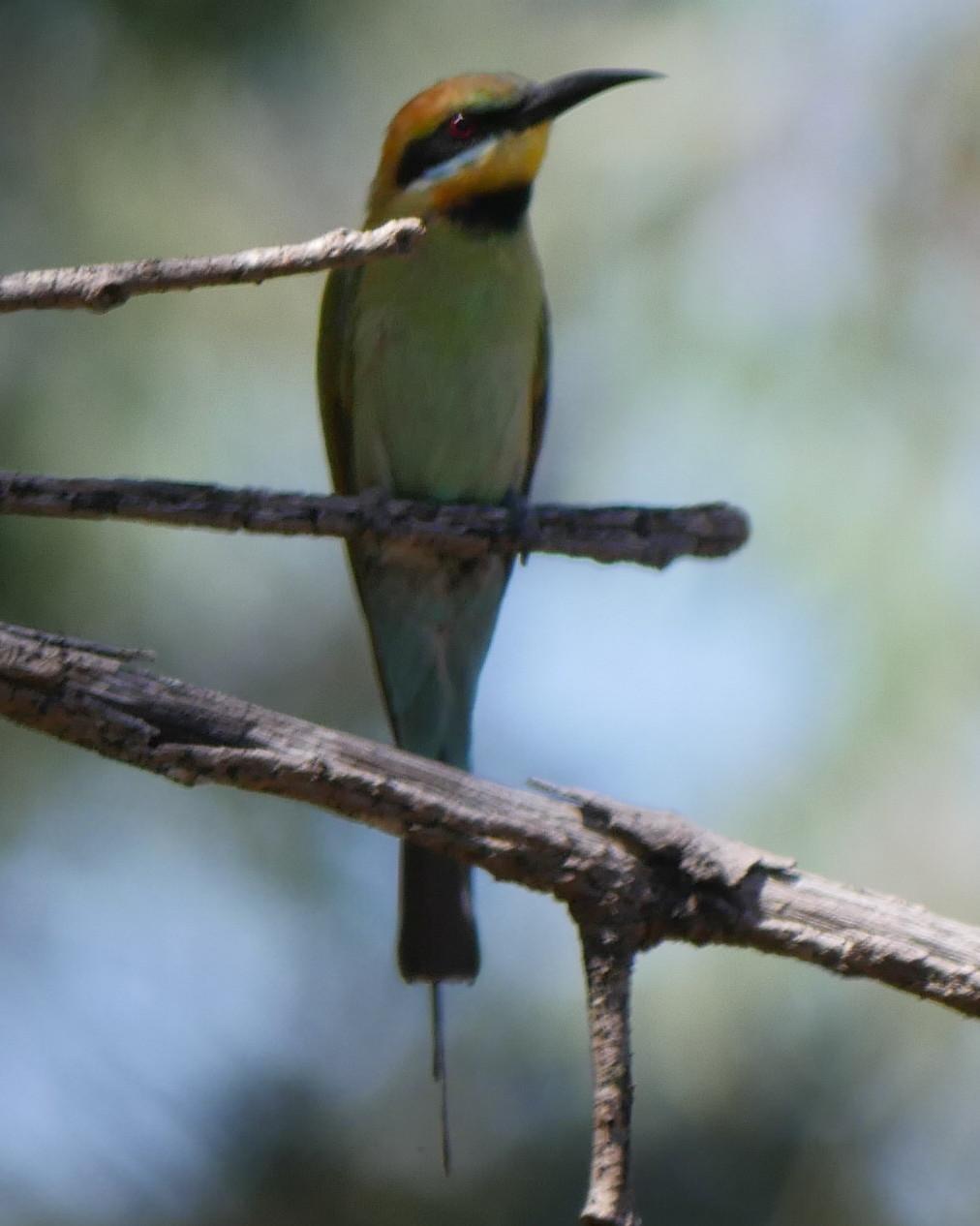 Rainbow Bee-eater Photo by Peter Lowe