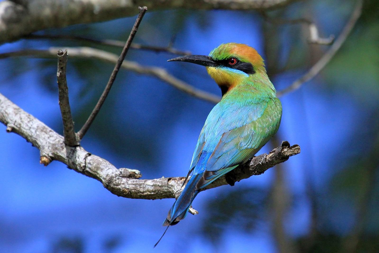 Rainbow Bee-eater Photo by Matthew McCluskey
