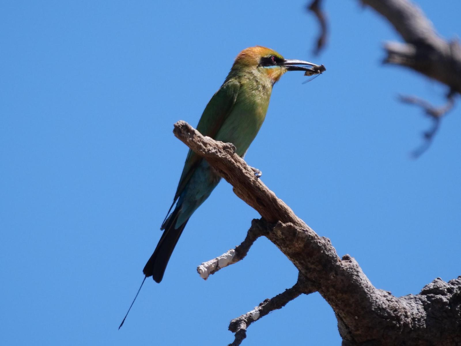 Rainbow Bee-eater Photo by Peter Lowe