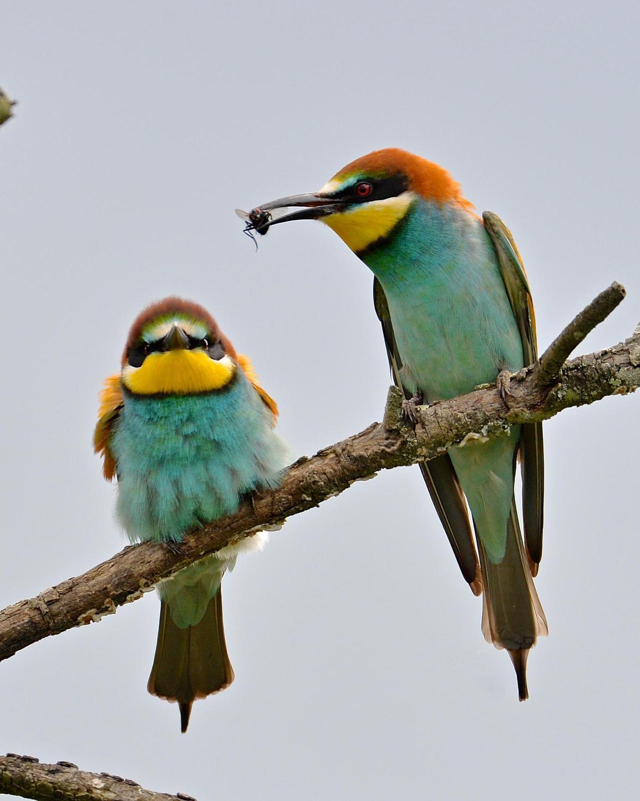 European Bee-eater Photo by Gerald Friesen