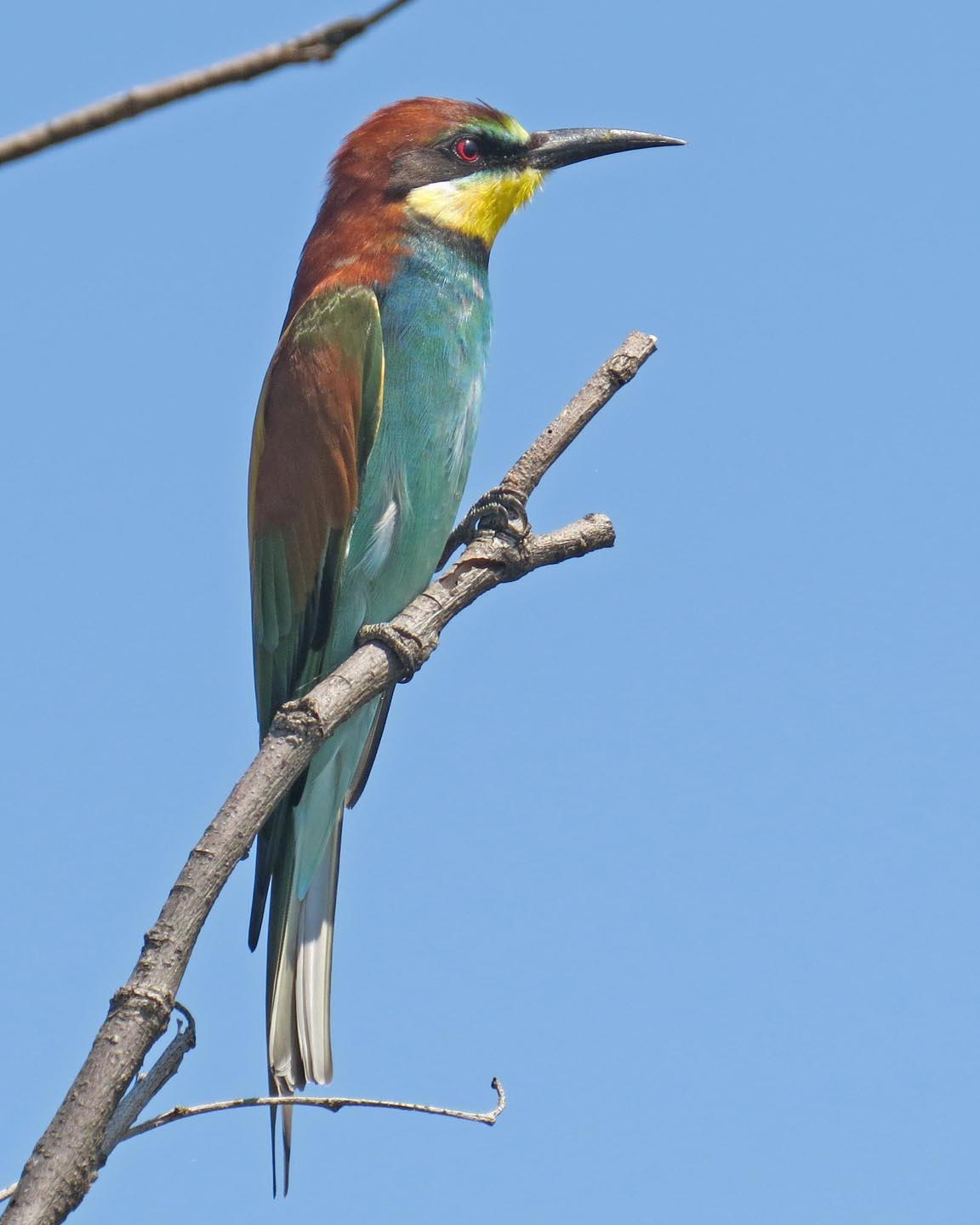 European Bee-eater Photo by Peter Boesman