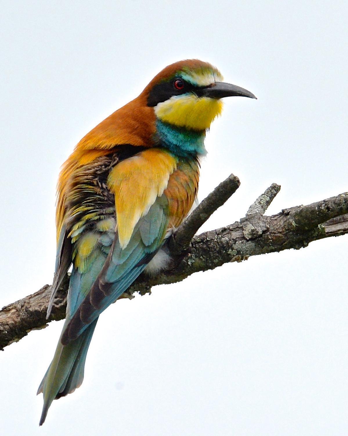 European Bee-eater Photo by Gerald Friesen