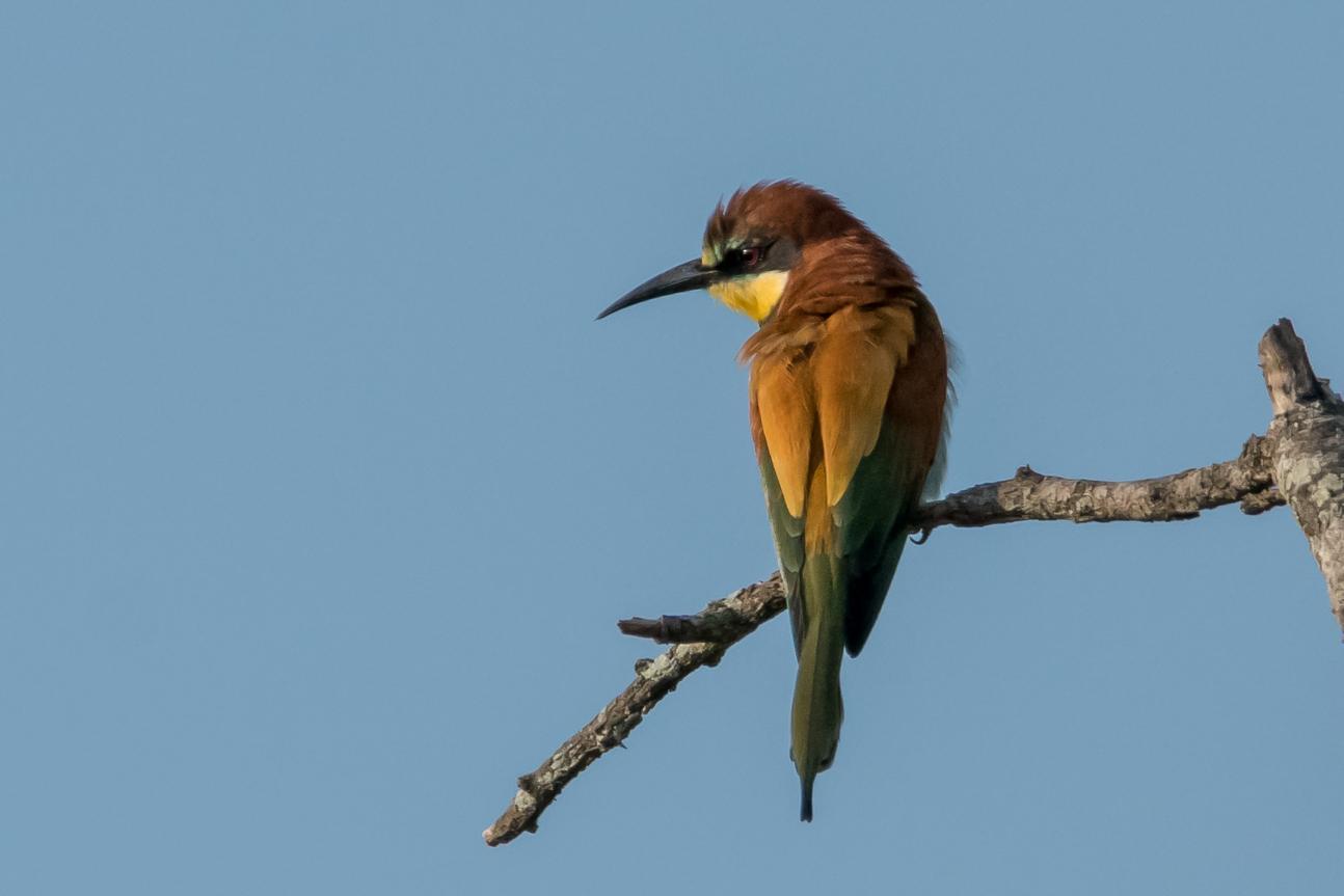 European Bee-eater Photo by Gerald Hoekstra