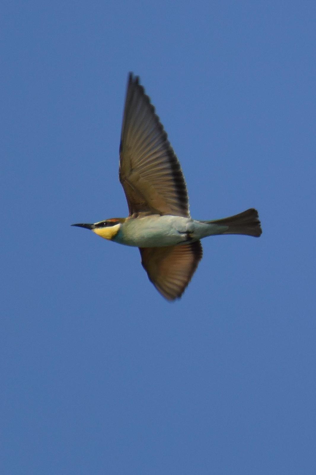 European Bee-eater Photo by Steve Percival