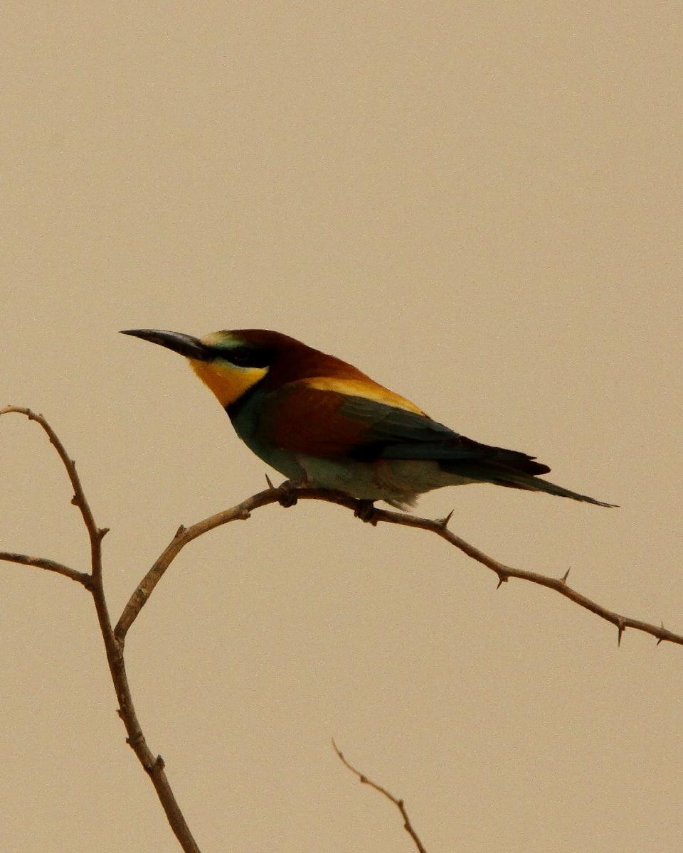 European Bee-eater Photo by Chris Lansdell