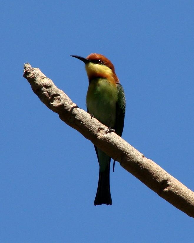 Chestnut-headed Bee-eater Photo by Sean Fitzgerald